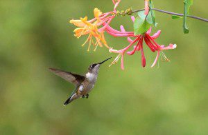 Healing Flower Lonicera